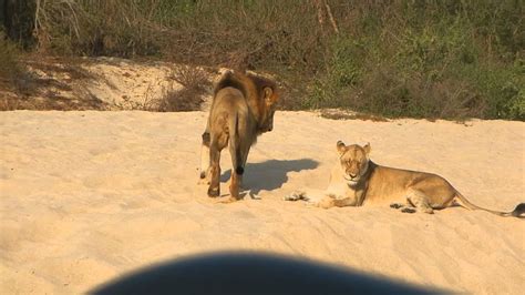 Lions Mating South Africa Youtube