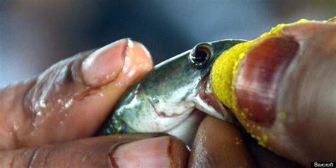 Indians Swallow Fish Filled With Medicine To Cure Asthma Pictures Huffpost Uk