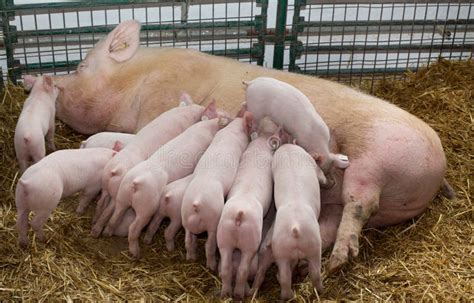 Sow With Piglets Nursing Stock Image Image Of Feeding 71690371