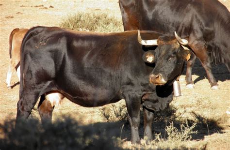 Origine e zona di diffusione. Abiertas las ayudas para la vaca serrana negra soriana ...