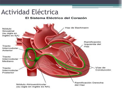 Ppt “el Corazón” Powerpoint Presentation Free Download Id6127634