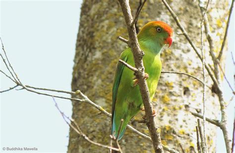 Lanka Nature Summary Sri Lanka Hanging Parrot Loriculus Beryllinus