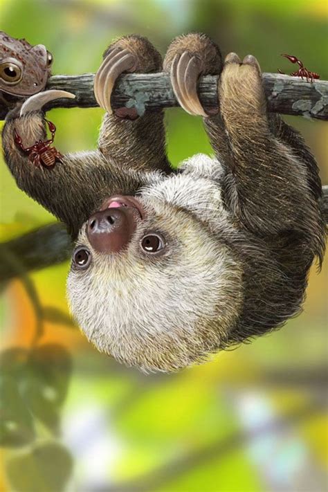 45 Cute Sloth Wallpaper On Wallpapersafari