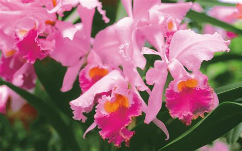 Get all your floral needs fulfilled with vegas rose 2 (east). Lifting Hearts: ALMOST WORDLESS WEDNESDAY - Pink Spring ...