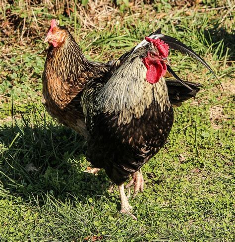 Free Photo Chickens Rooster Cock Birds Hen Free Image On Pixabay