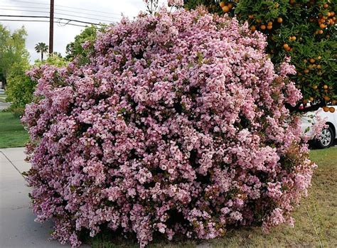W wahootree walnut, american black walnut, arizona walnut, arizona. Perennial Garden Plan: Perennial Shrubs Layer 3 | Pretty ...
