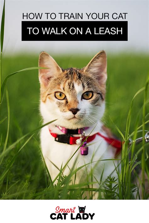 Most kittens are comfortable and social, so they're pretty outgoing, woodard tells the dodo. How to Train Your Cat to Walk On a Leash | Cat leash, Cats ...