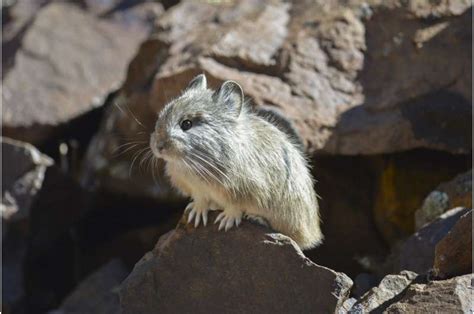 Its In The Genes There May Be Hope For Pikas Hit By Climate Change