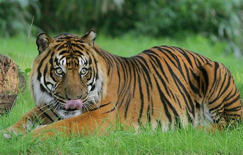 After Kaziranga Shoot At Sight Order At Corbett Tiger Reserve Against