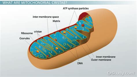 Mitochondrial Cristae Definition Structure And Function Lesson