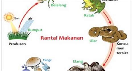 Dari ketiga tujuan tersebut menunjukkan bahwa manajer dana pengguna lainnya, perlu mempunyai akses menuju informasi akuntansi anda juga dapat menemukan dengan mudah detail catatan tentang ketersediaan bahan baku dalam perusahaan. 30 Soal dan Jawaban IPA Terpadu Kelas 7 (Saling ...