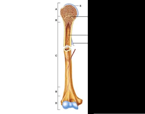 Long Bone Anatomy Quiz