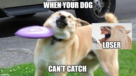 Dogs Memes And S Imgflip