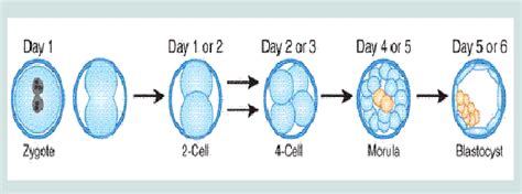 Zygote To Embryo Stages