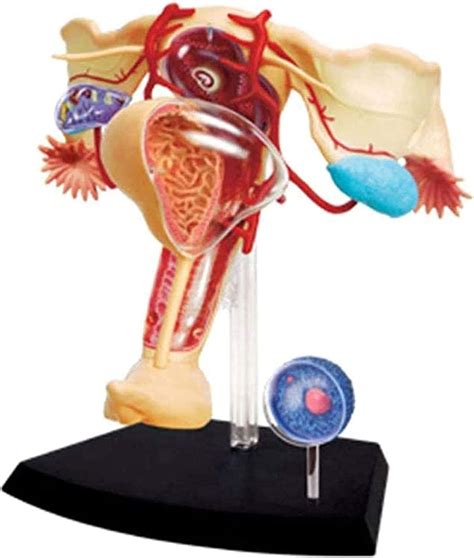 45 peças destacáveis Modelos médicos modelo anatômico de órgão humano