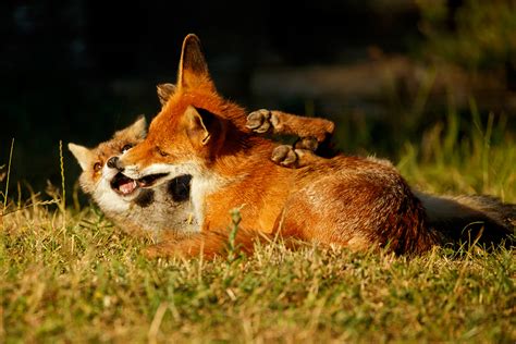 Fox Playtime Everything Is Permuted Stay Home Save Lives