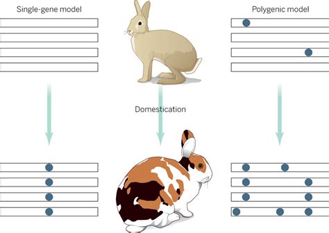 How Do Animals Become Domesticated Embl