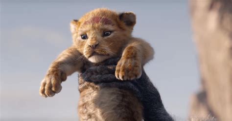 Circle Of Life Simba Rises As King In First Trailer For Disneys Live