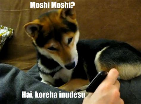 "Yes this is dog" meets "Moshi Moshi X Desu" | Yes, This is Dog | Know