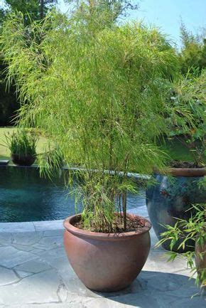 Early in february i shot a few pictures of this garden and i love the idea of growing bamboo in pots for privacy. Bambù in vaso - vista naturale e decorazione sulla ...