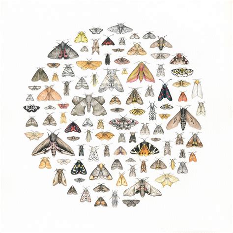 100 Moths Moth Illustration Moth Art Butterfly Watercolor