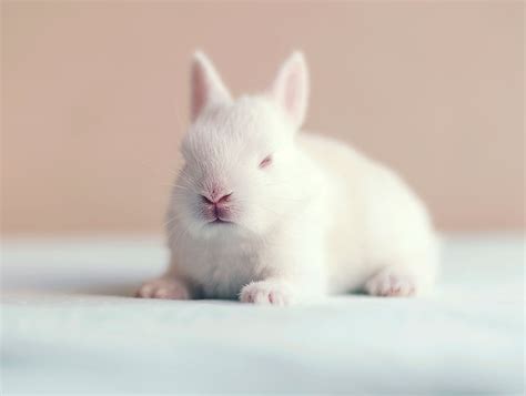 Esta Sesión Fotográfica De Un Conejo Recién Nacido Es Lo Más Tierno Que