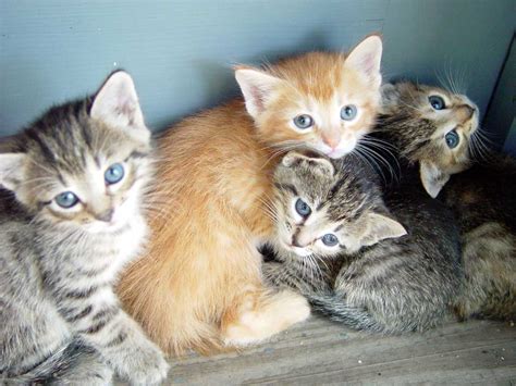 Kitty World Cutest Kitten Pictures
