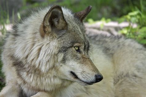 Lonestray Canadian Timber Wolf By Rudy Pohl Respect The Wolf