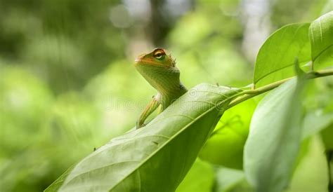 Common Green Forest Lizard Peeking Out From A Leaf Sunbathing In The