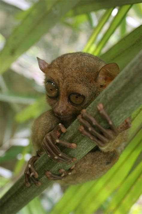 Tarsiers Are Nocturnal