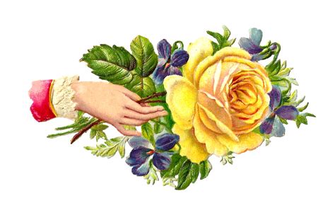 Antique Images Free Flower Graphic Yellow Rose Clip Art Victorian