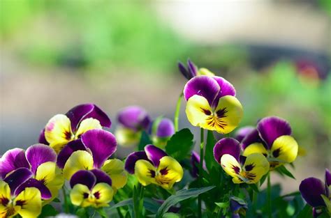 Viola Cornuta Horned Pansy Tufted Pansypansies In A Summer Garden