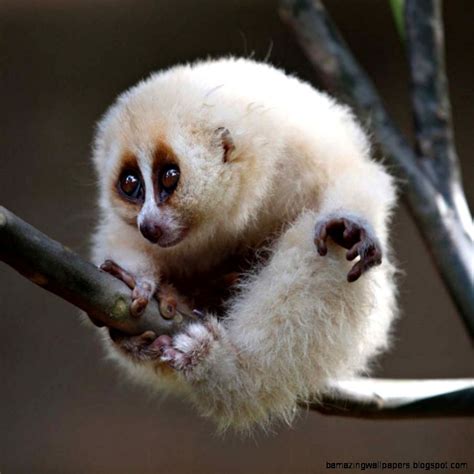 Cute Exotic Animals Amazing Wallpapers