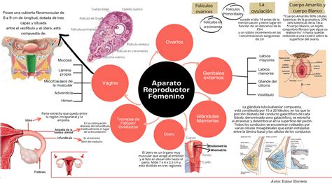 Mapa Mental Aparato Reproductor Femenino Apuntes De Histología Docsity