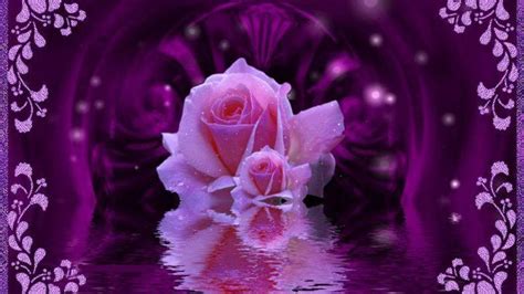 49 Beautiful Purple Roses Wallpapers On Wallpapersafari