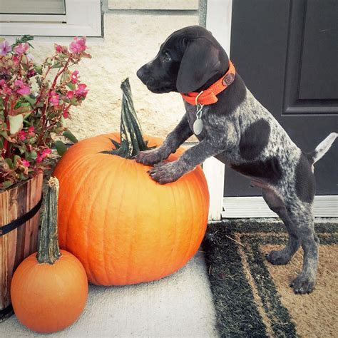 Our german shorthair puppies are serious hunting dogs that excel at both upland and waterfowl and are equally comfortable pursuing grouse, woodcock, ducks and geese. Obtain wonderful tips on pointers. They are offered for ...