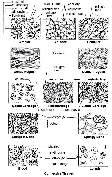 Connective Tissue