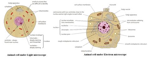 Animal Cells Under A Light Microscope