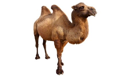 Especies De Camellos