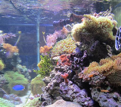 Mini Reef Aquarium Crystal Clear Aquariums