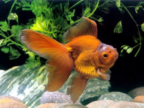 Chinese Goldfish Goldfish Oranda Goldfish Pet Fish
