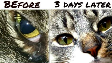 Often we'll notice that the cat's eye is being held slightly closed, almost like they're unfortunately, there is no medication or eye drop that will do anything to help with this. How I Cleared My Cat's Eye Infection With Colloidal Silver ...