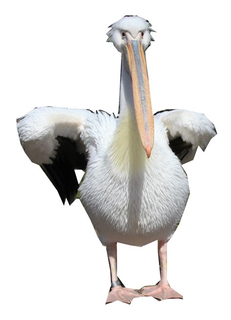 Pelican Others Png Download 9921379 Free Transparent Pelican Png