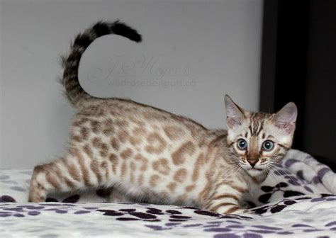 I Am Obsessed With Snow Bengals Their Photo Gallery Is Amazing