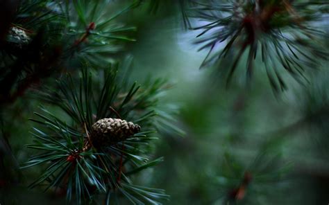 Wallpaper Nature Branch Green Spruce Christmas Tree Needles