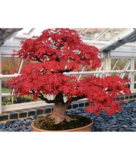 Beautiful Imported Japanese Red Maple Bonsai Suitable