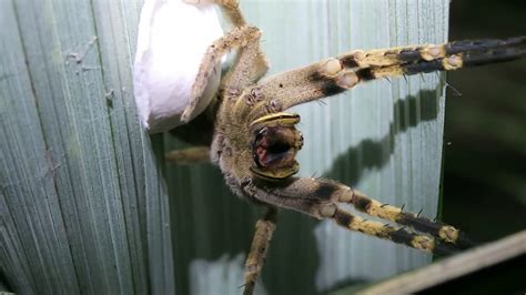 Brazilian Wandering Spider Protecting Her Eggs Youtube