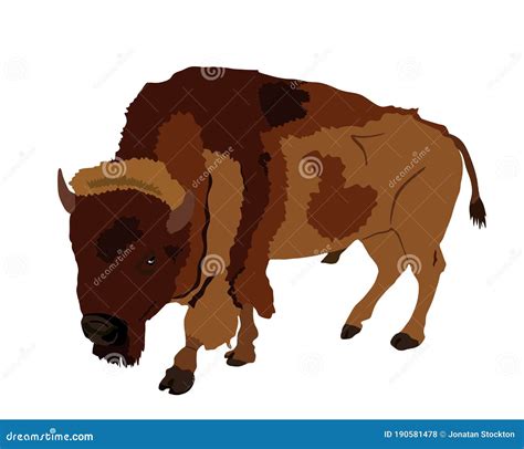 Bison Vector Illustration Isolated On White Background Portrait Of