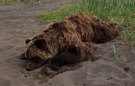 Dead Grizzly At Four Mile Bay Beach Remains A Mystery In Kugluktuk
