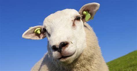 67 Facts About Sheep You Have To Read To Believe
